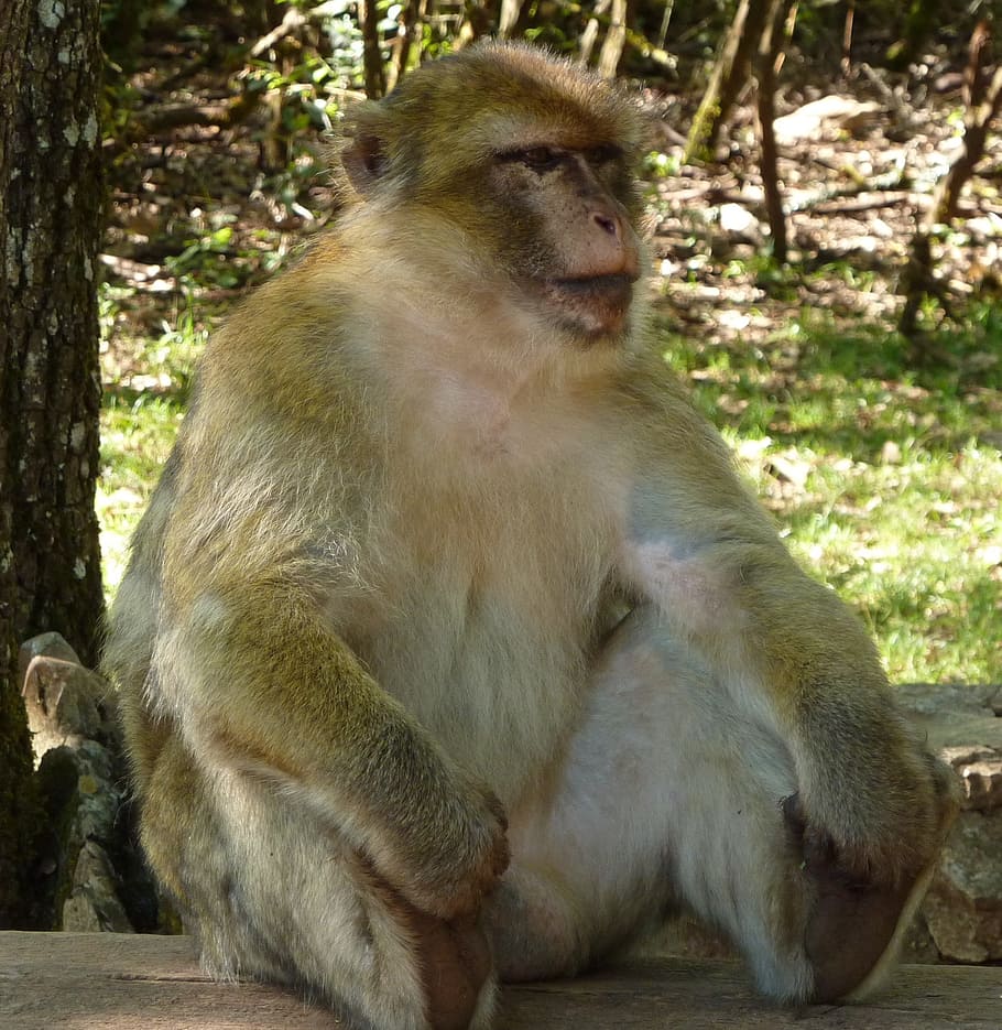 Pause, Monkey, sitting, animal wildlife, one animal, animals in the wild HD wallpaper