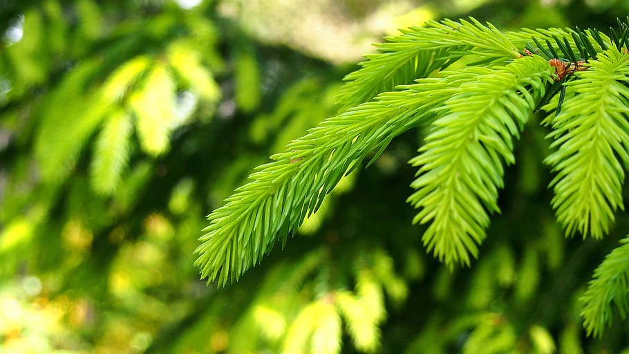selective focus photography of green pine tree leaves, Needle