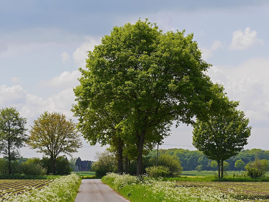 clear pathway inline of trees, Münsterland, Spring, Fields, Forests