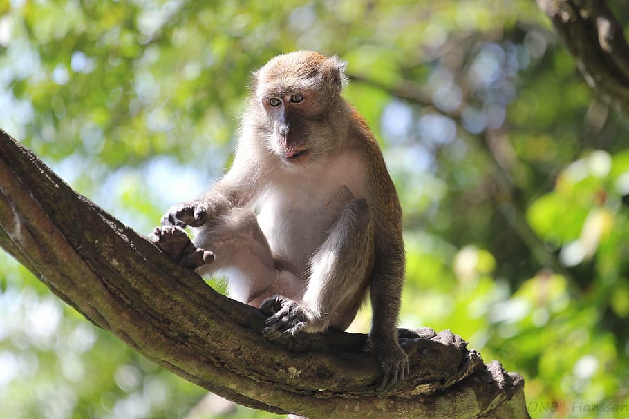 monkey, branch, sitting, watching, animal wildlife, one animal HD wallpaper