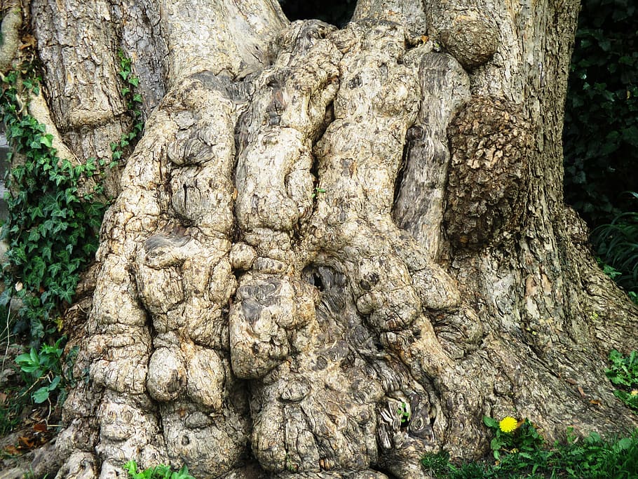 plane, tree, log, bark, root, trunk, tree trunk, plant, textured HD wallpaper