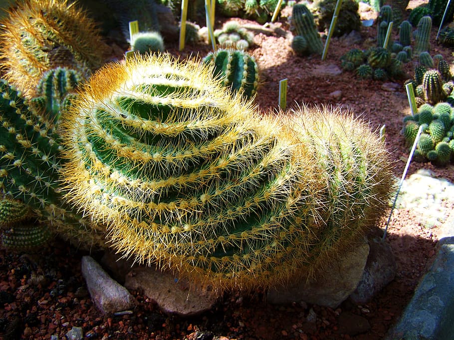 mexican cactus, botanical garden, pecs, succulent plant, growth