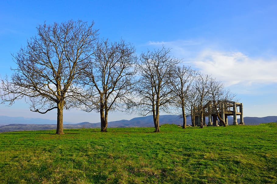 panoramic, nature, landscape, tree, grass, sky, plant, bare tree HD wallpaper