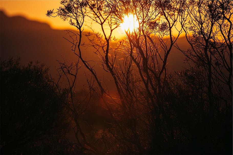 silhouette of trees during sunset, mountain, background, dusk HD wallpaper