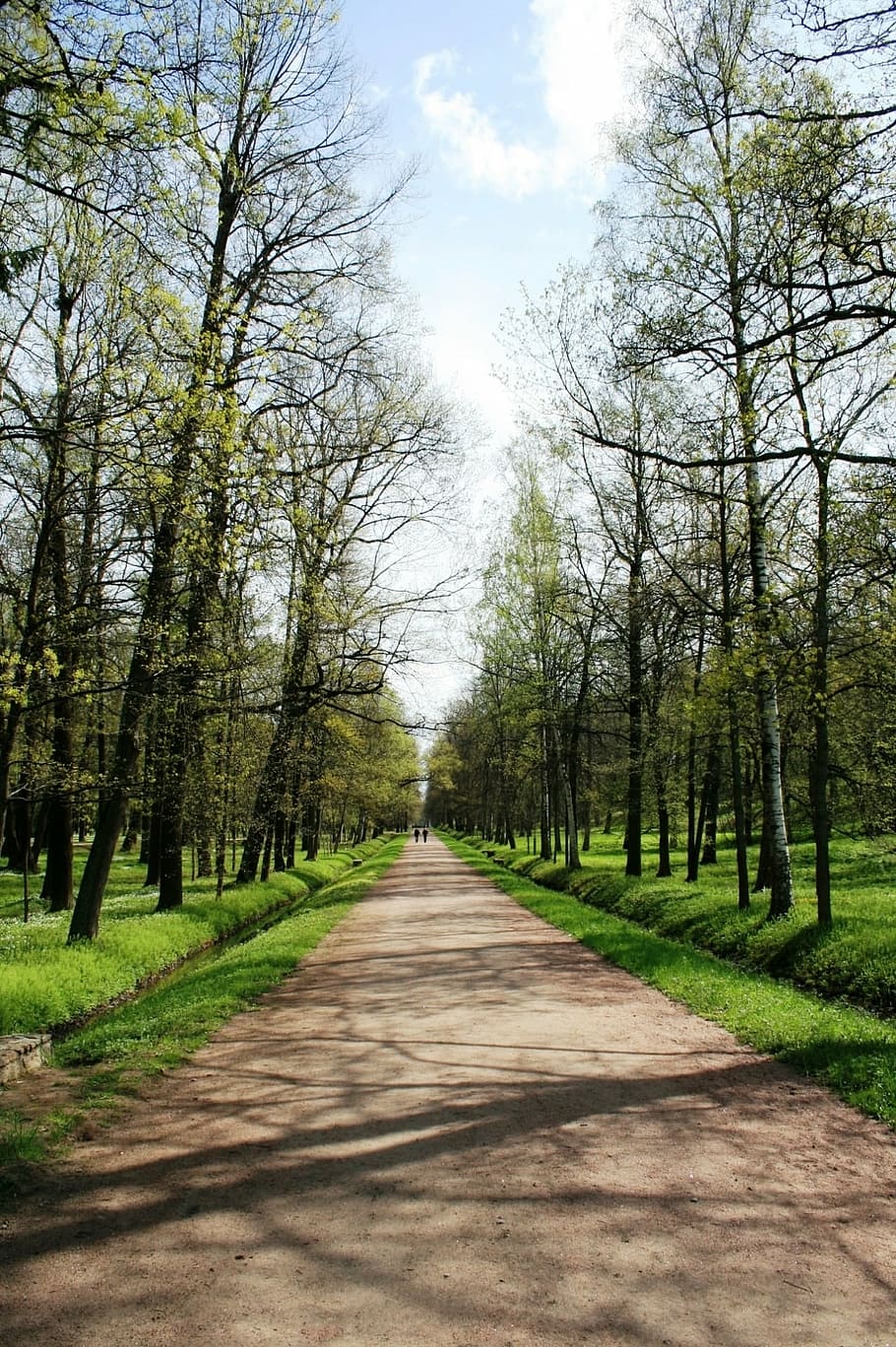 path, pedestrian, trees, rows, lined, garden, plant, the way forward HD wallpaper