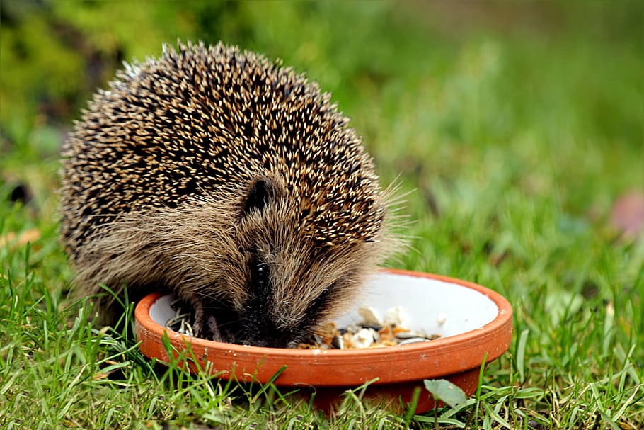 hedgehog on grass field while eating, animal, mammal, erinaceus, HD wallpaper