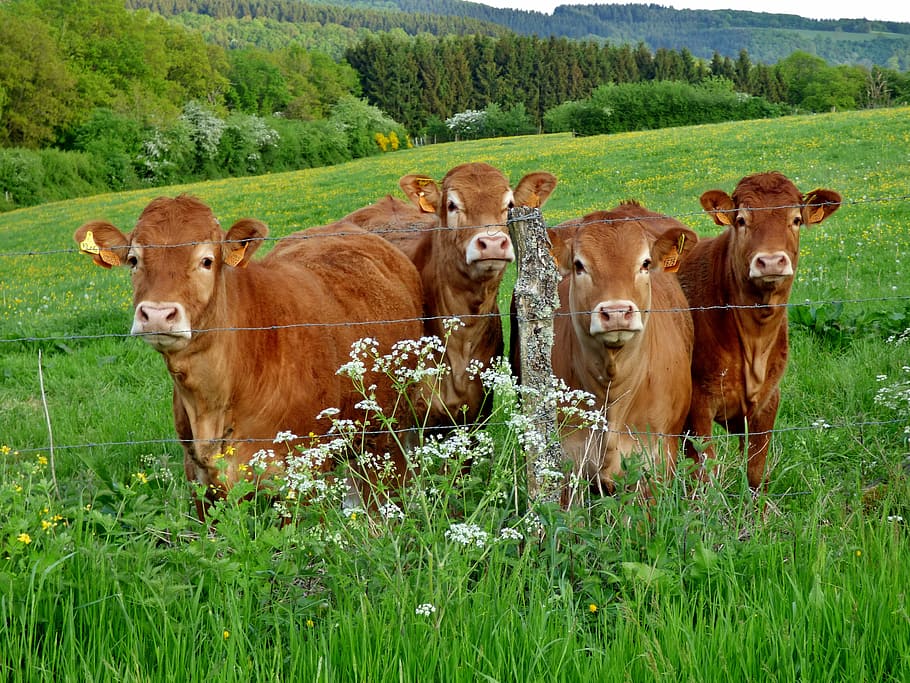 Cows on a farm in Luxembourg, animals, domestic, livestock, moo, HD wallpaper