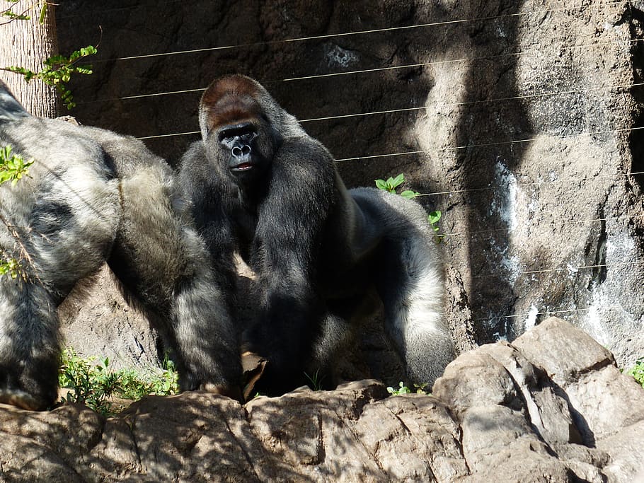 Gorilla, Monkey, Ape, Mammal, black, animal, silverback, leader HD wallpaper