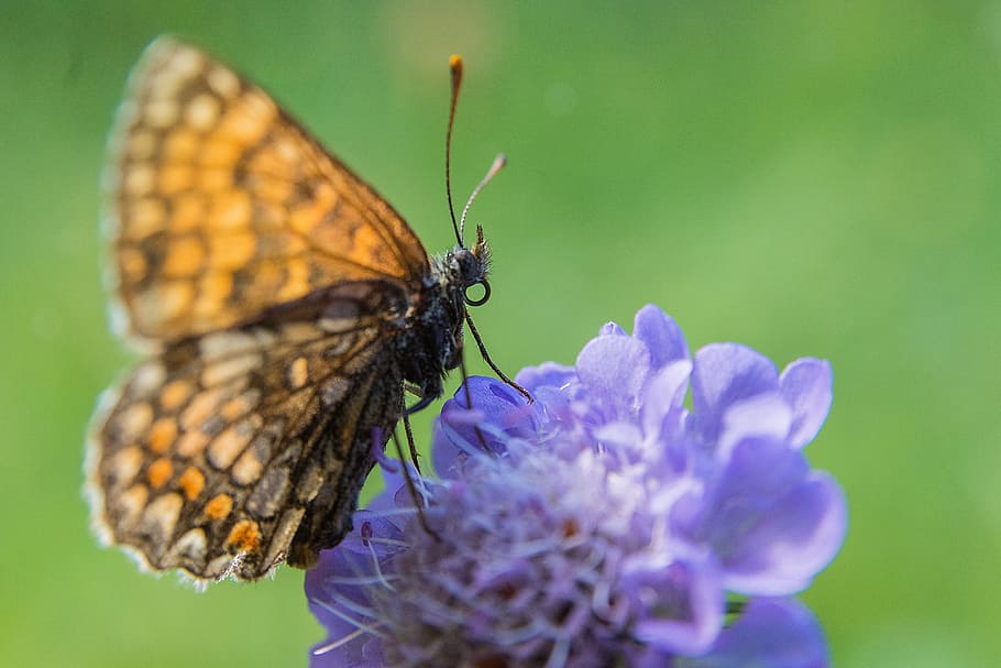 brown and black butterfly on purple flower in micro lens photography