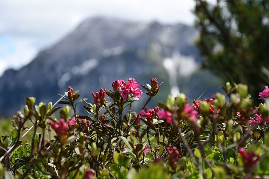 alpine rose, snow fields, mountain pine, flowers, almrausch, HD wallpaper