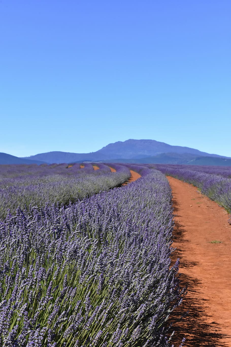 Lavander field, australia, tasmania, lavender fields, blue sky, HD wallpaper
