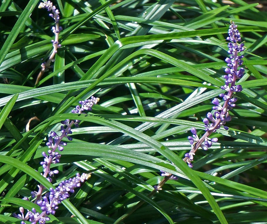 HD   Liriope Lilyturf Garden Plant Border Flower Blossom   Liriope Lilyturf Garden Plant 