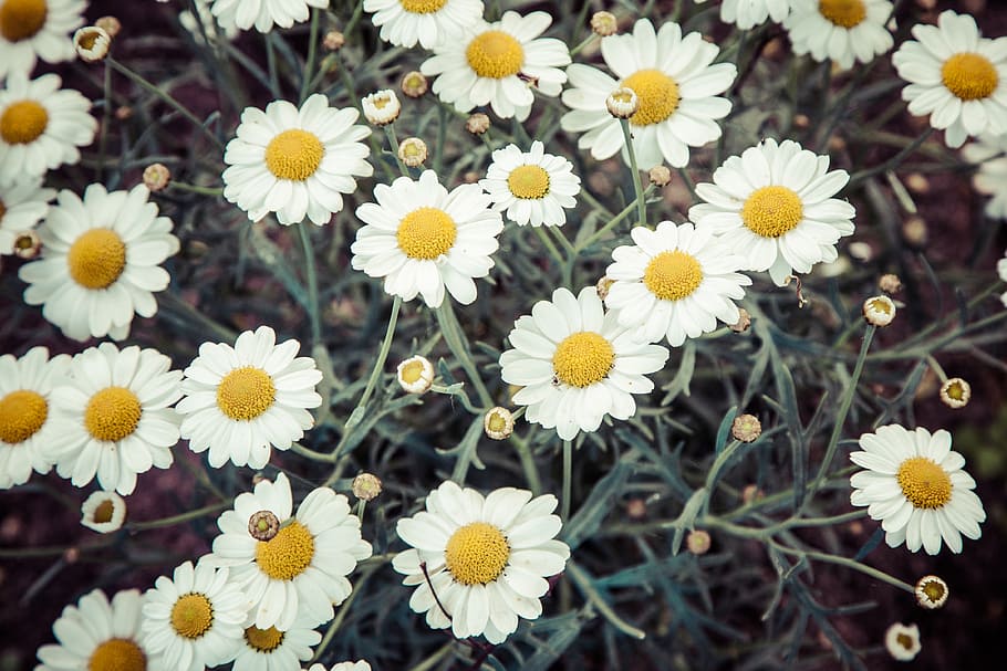 daisies, daisy, flower, summer, floral, white, petals, yellow