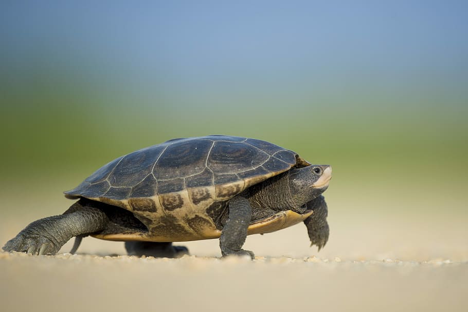 focused photo of a sea turtle walking on the seashore, black turtle HD wallpaper