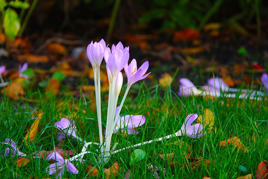macro photography of Crocus, tiny, flower, autumn, blue, purple HD wallpaper