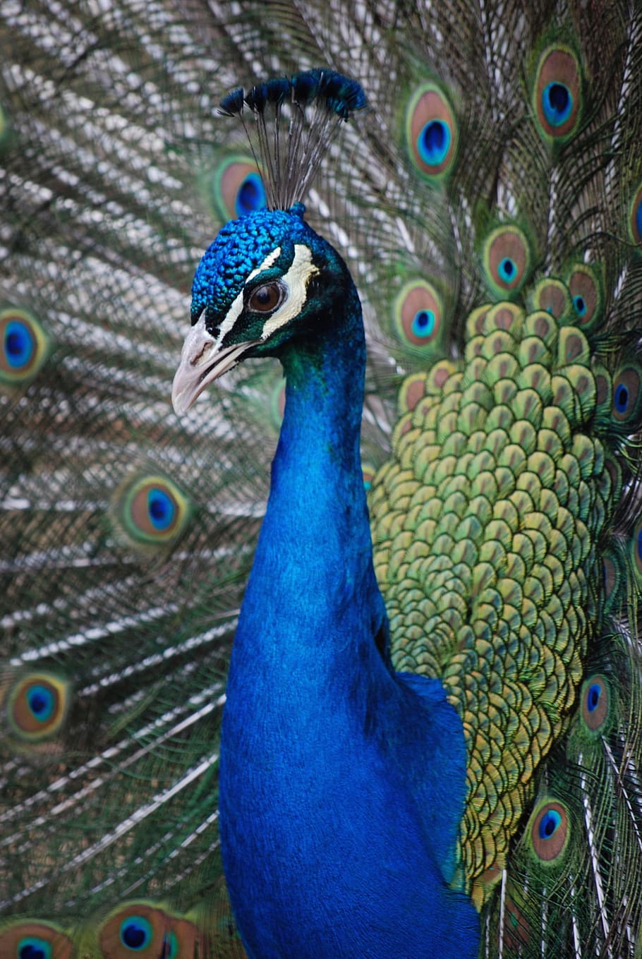 closeup of blue and green peacock, peahen, bird, feathers, plumage, HD wallpaper