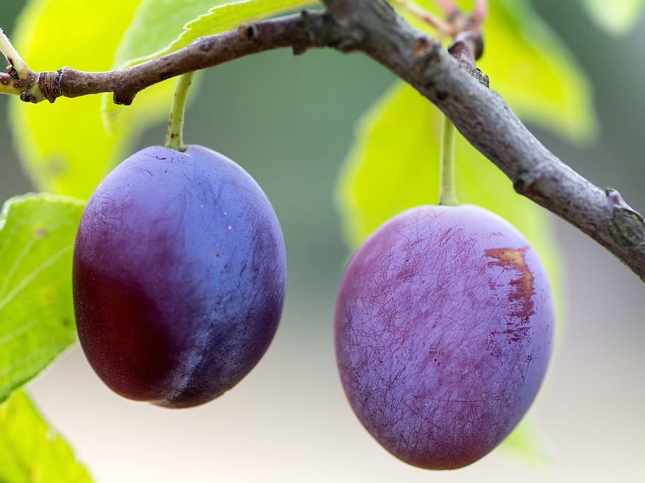 two purple citrus fruits on trunk during daytime, plums, ripe, HD wallpaper