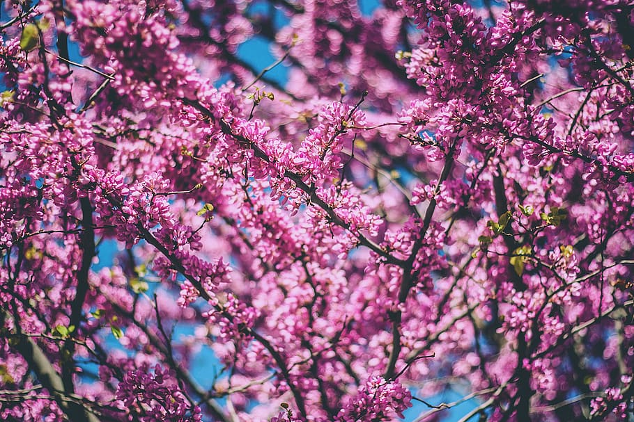 pink flowered tree, macro photograph of pink petaled flowers HD wallpaper