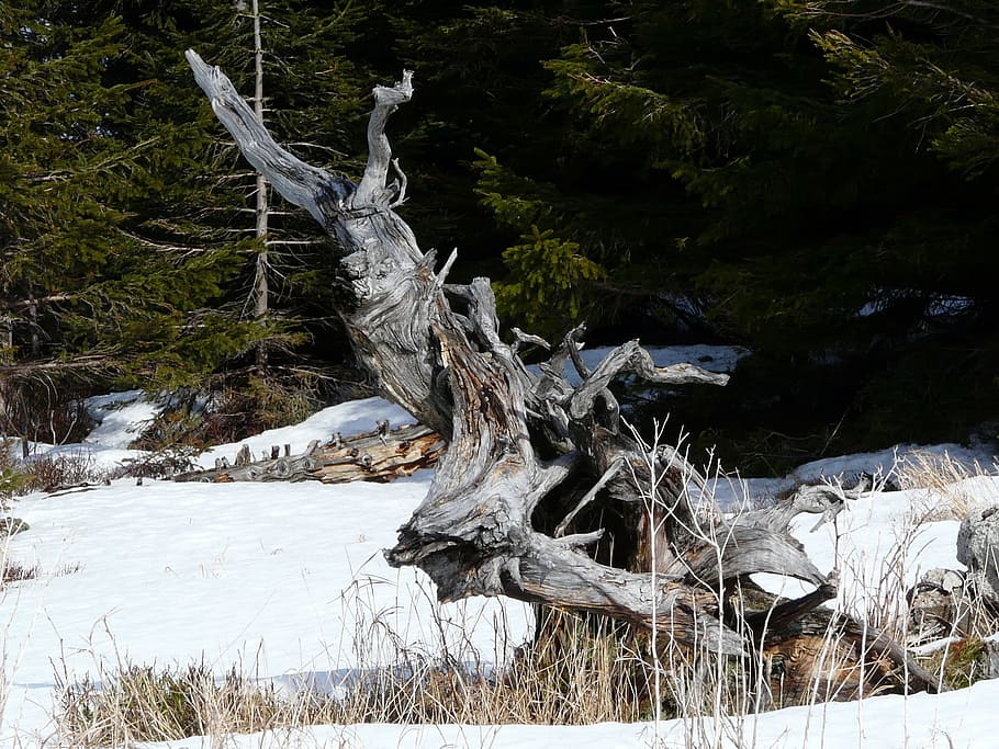 Tree Root, Landscape, Wintry, Snow, hiking, hike, on the go HD wallpaper