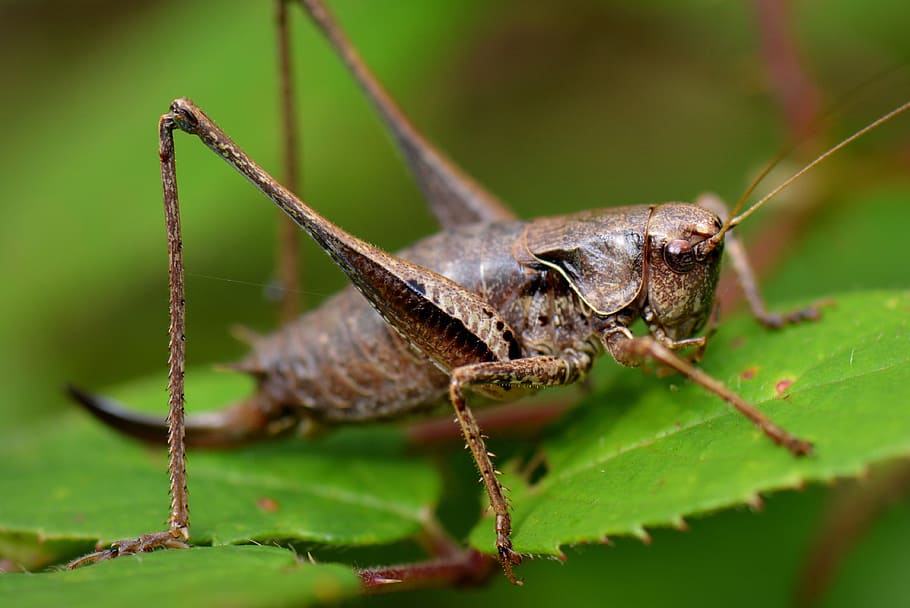 Grasshopper, Nature, Bug, Macro, insect, animal, close-up, wildlife HD wallpaper