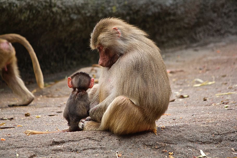 brown monkey sitting on concrete ground during daytime, ape, watch