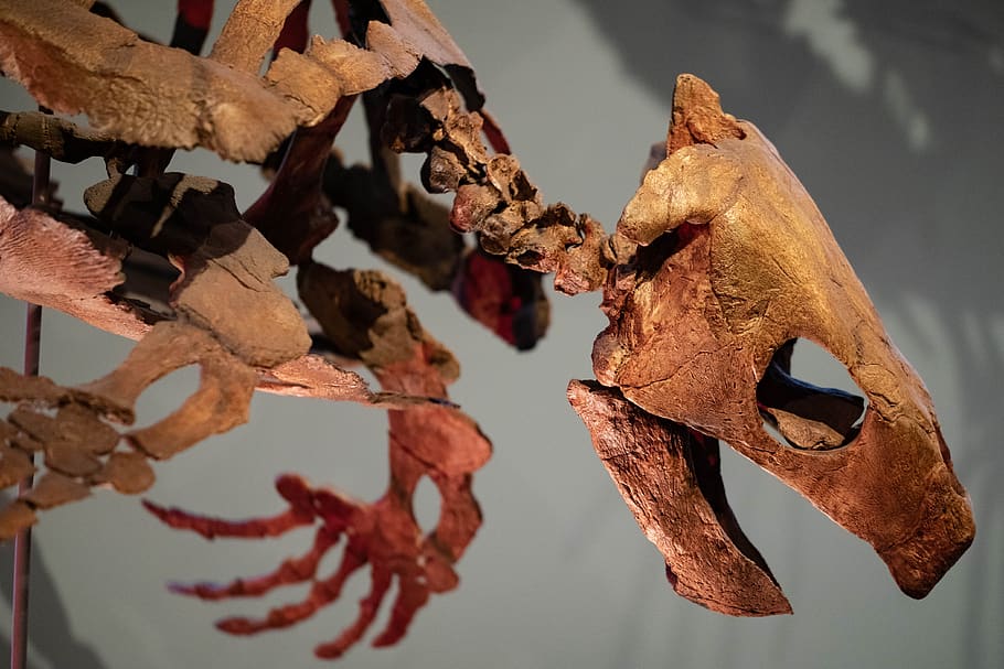 fossilized, turtle, bones, skeleton, reptile, old, ancient HD wallpaper