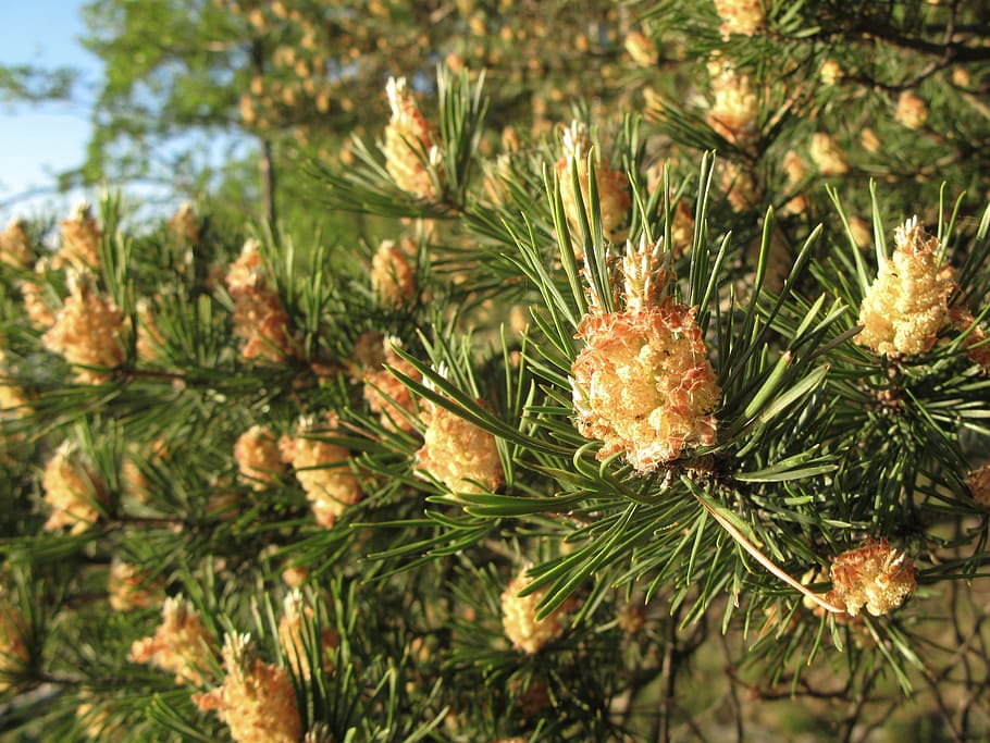 pine, nature, conifer, plant, tree, coniferous tree, pine tree HD wallpaper
