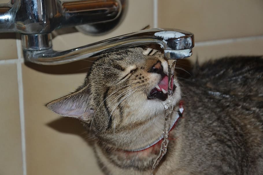 gray Tabby cat drinking on faucet, kitten, pet, animal, tomcat HD wallpaper
