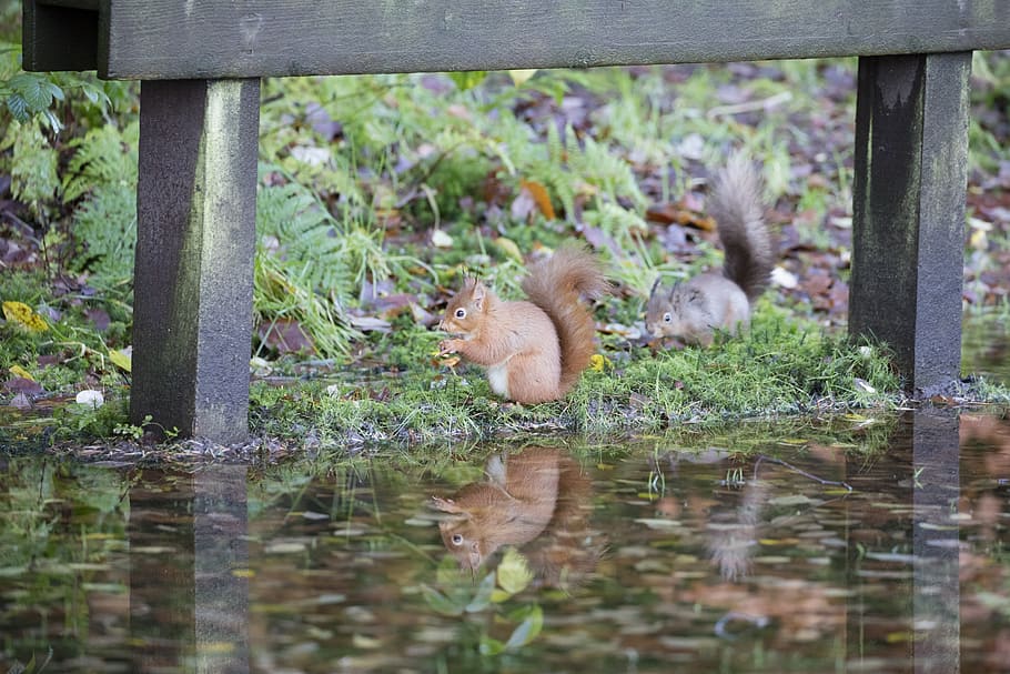 Red Squirrel, Wildlife, Forest, Sciurus, vulgaris, cute, animal HD wallpaper
