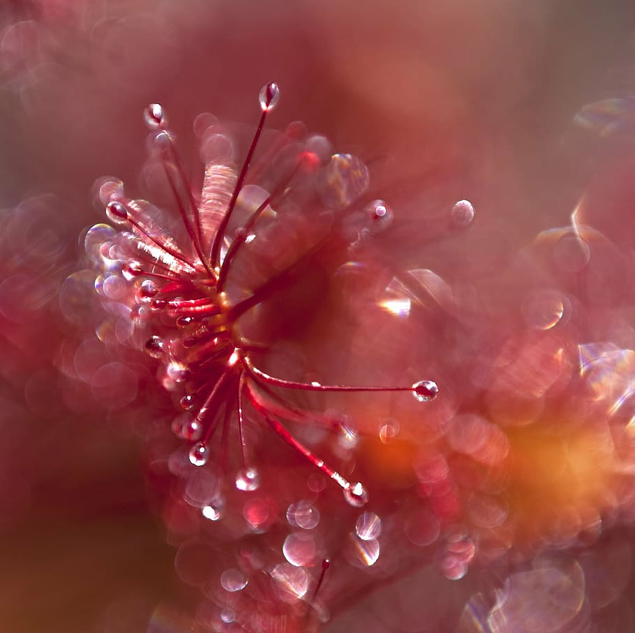 sundew, surreal, atmosphere, red, plant, nature, fantasy, wall decorations HD wallpaper