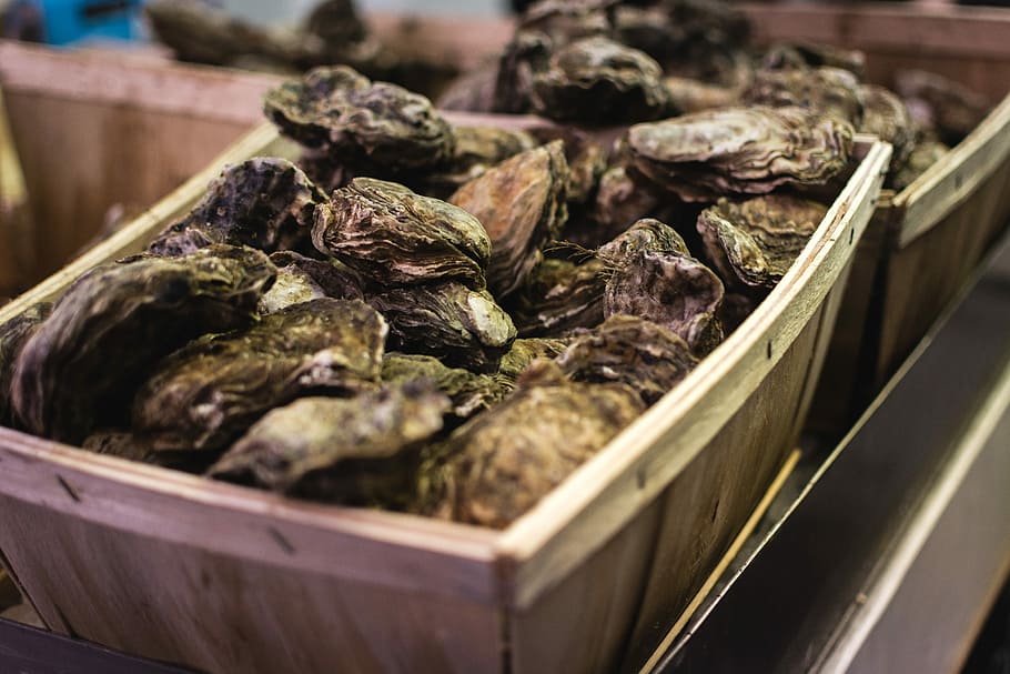 Oysters close up, seafood, market, freshness, gourmet, food and drink HD wallpaper