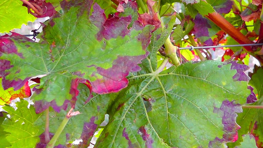vine, winegrowing, vines, vineyard, wine leaf, harvest, fruit HD wallpaper