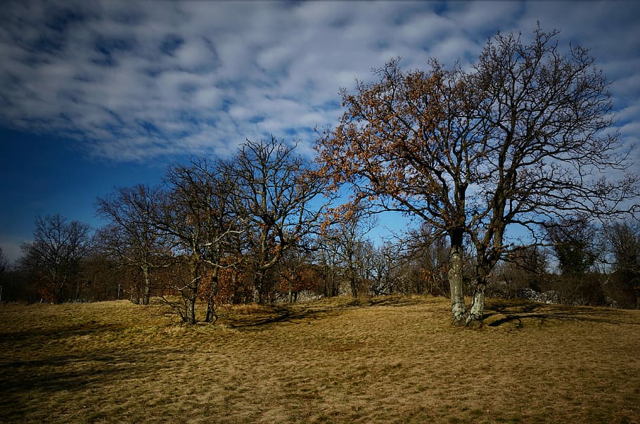 Trees, Prato, Grass, Nature, Green, sky, landscape, mountains HD wallpaper
