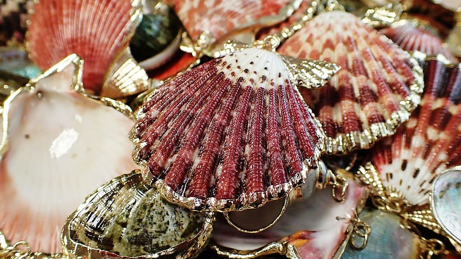 seashells, jewelry, beach, ocean, decoration, pattern, colorful HD wallpaper