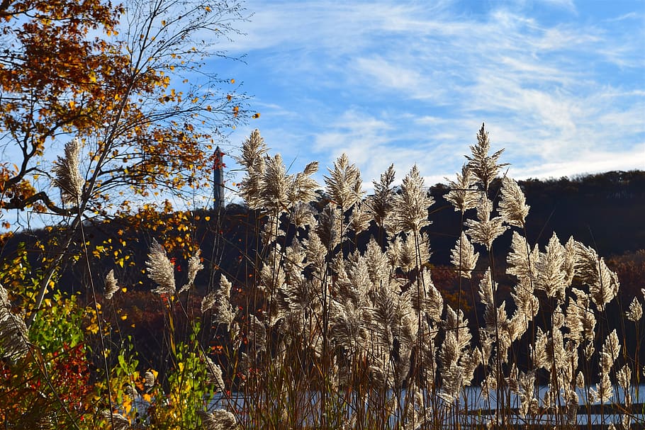 reeds, sunlight, outdoors, plants, nature, landscape, grass HD wallpaper