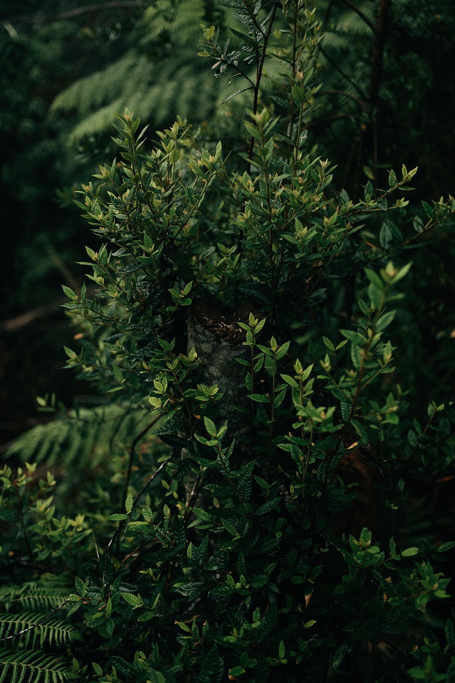 green leafed plant near green leafed plant, selective focus photography of green leafed plant HD wallpaper