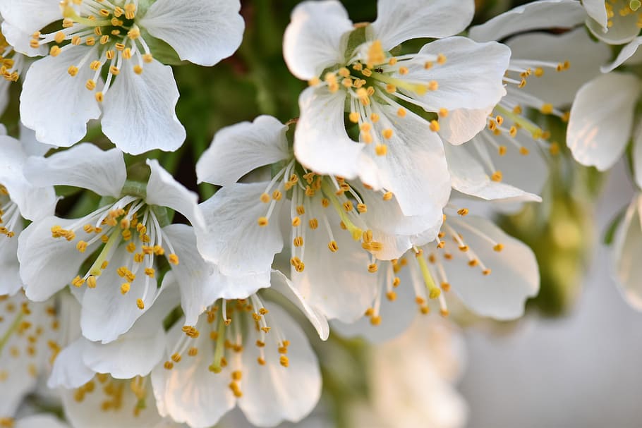 cherry blossoms, bloom, plant, flower, nature, spring, tree HD wallpaper