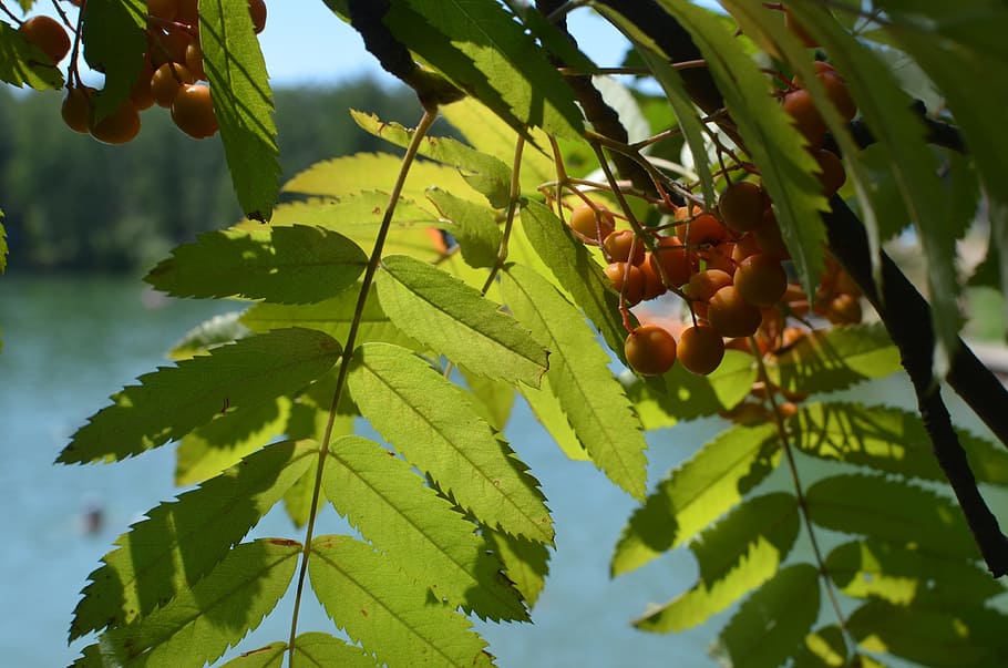 nature, rowan, bright, lake, sun, sunny, red, leaves, leaf HD wallpaper