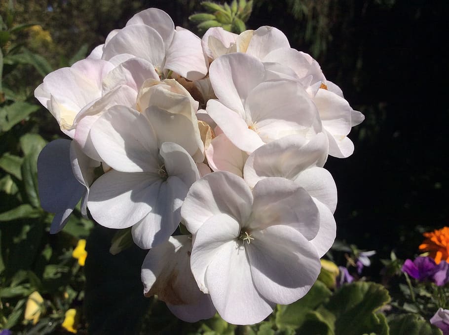 flowers, garden, and white, flowering plant, vulnerability HD wallpaper