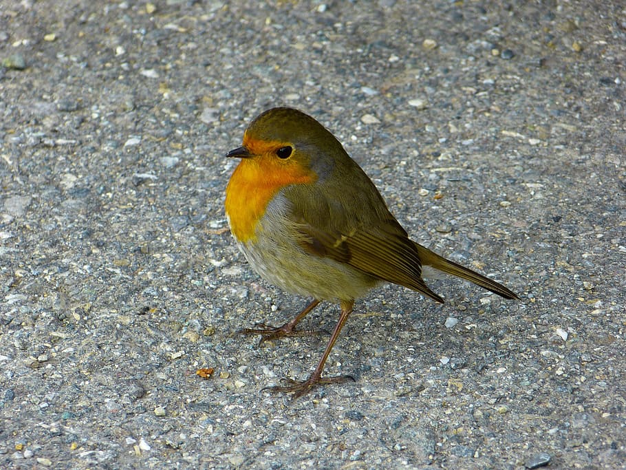 sparrow bird on ground, Robin, Animals, Erithacus Rubecula HD wallpaper