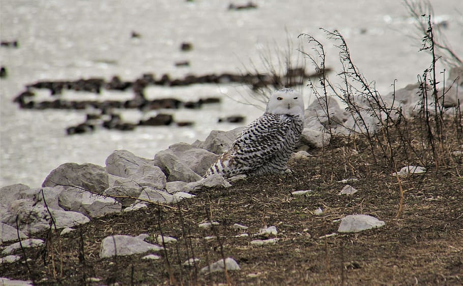white and black owl near stone, bird, rocks, water, coast, animal themes HD wallpaper