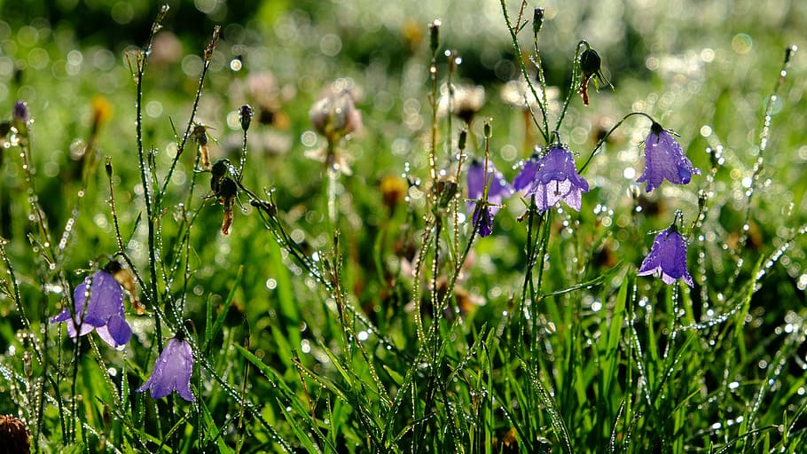 dew, flowers, dewdrop, morgentau, drop of water, drip, plant HD wallpaper