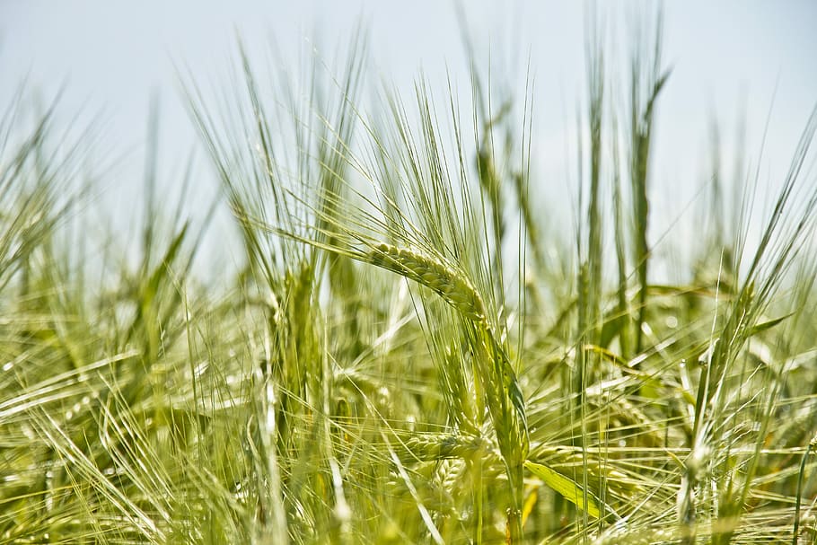 shallow focus photography of green crop field, shallow focus photography of green grass HD wallpaper