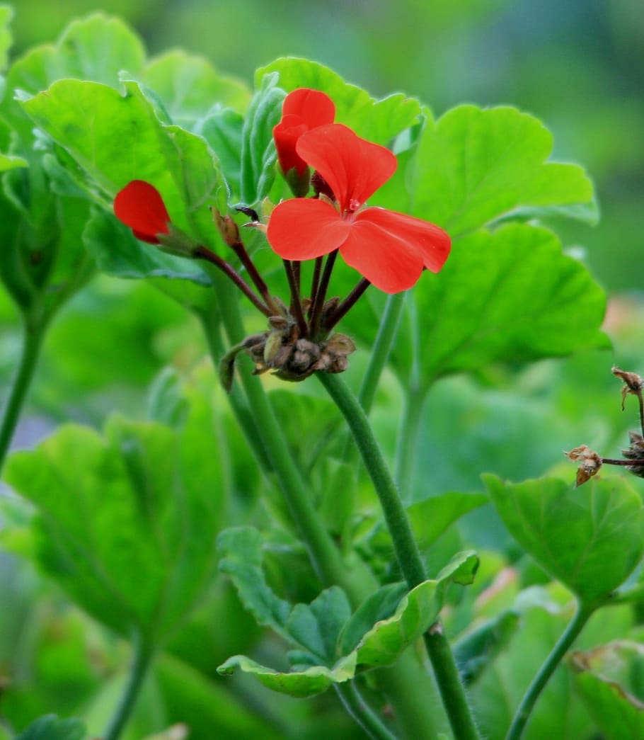 geranium, flowers, red, dainty, leaves, green, flowering plant HD wallpaper