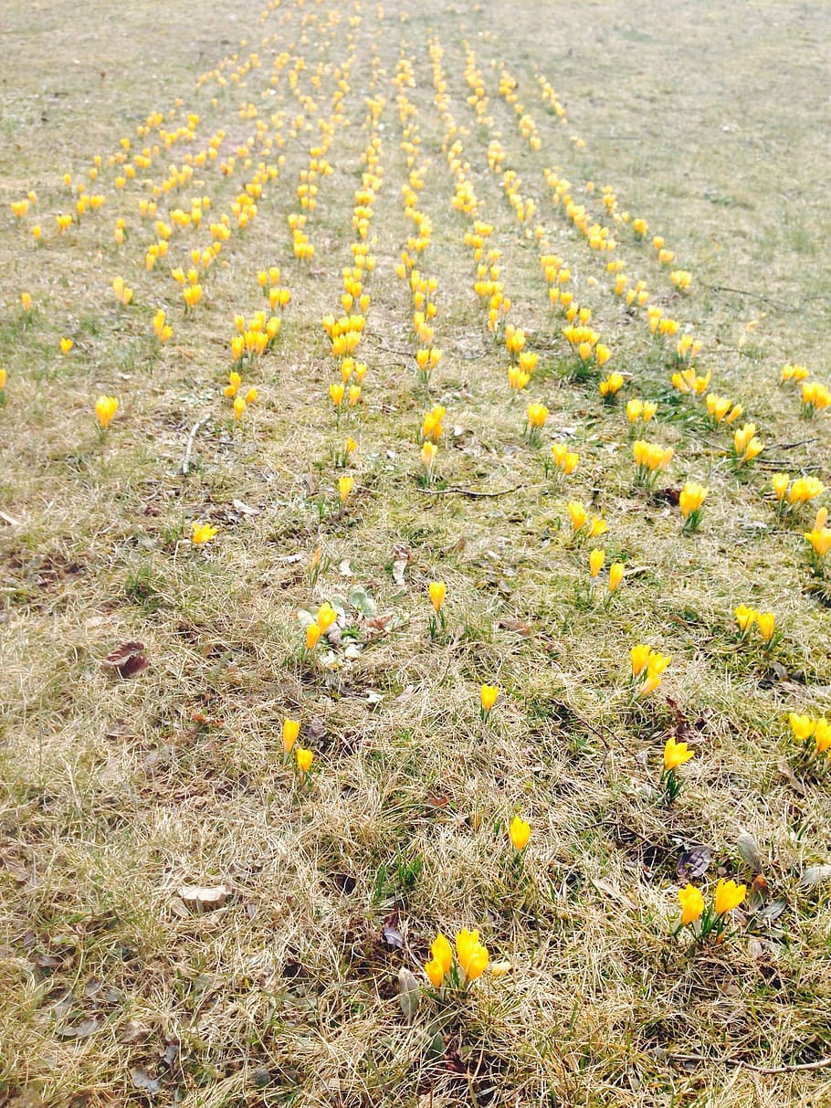 crocus, flowers, yellow, spring, nature, meadow, earth, field HD wallpaper