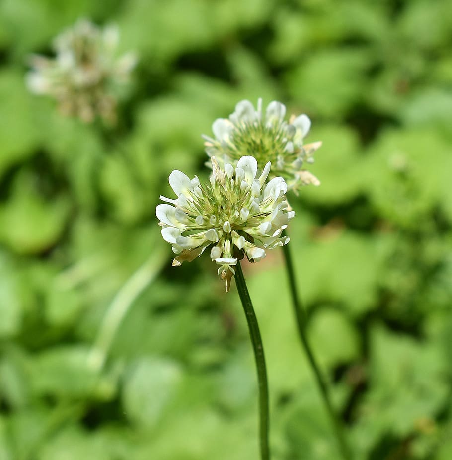 Clover, Blossom, Bloom, Plant, Nature, white, green, yellow HD wallpaper