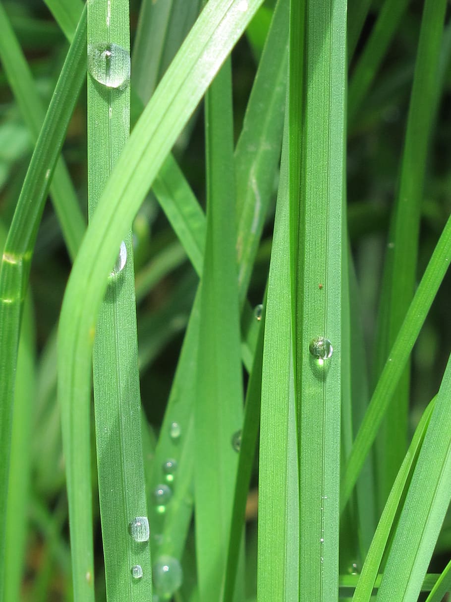 drops, lawn, green, grass, nature, green color, growth, plant HD wallpaper