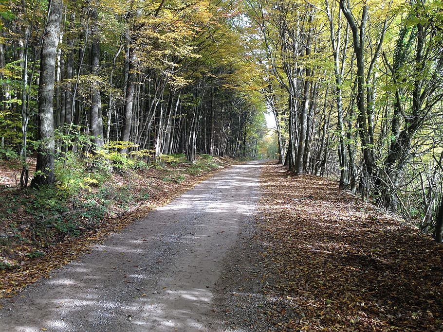 Forest, Nature, Away, Trees, Autumn, footpath, road, outdoors HD wallpaper