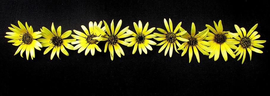 daisies, yellow, on black background, flower, plant, studio shot HD wallpaper