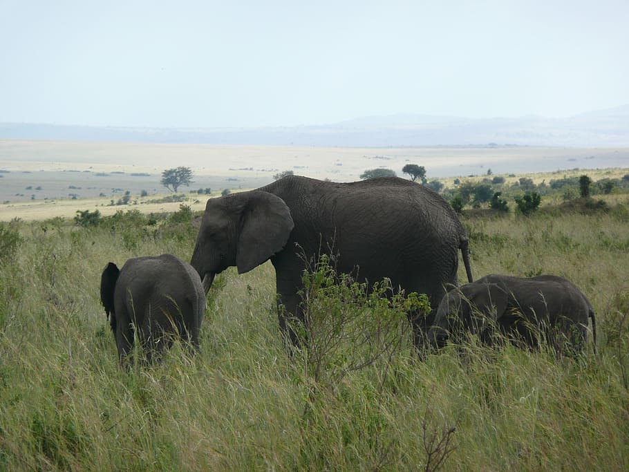 three gray elephants in the wild, kenya, masai, mara, africa HD wallpaper
